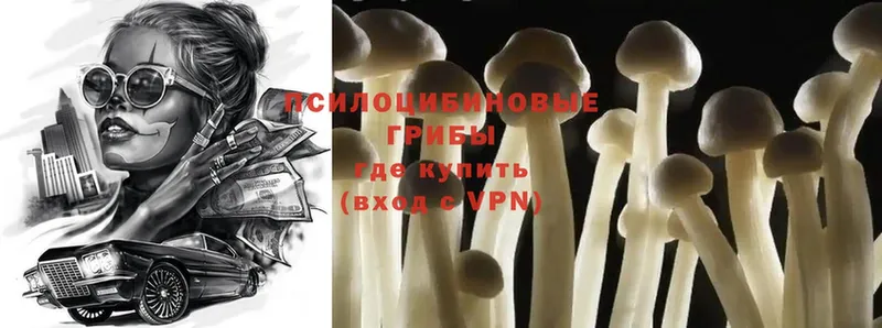 Псилоцибиновые грибы Psilocybine cubensis  Кузнецк 